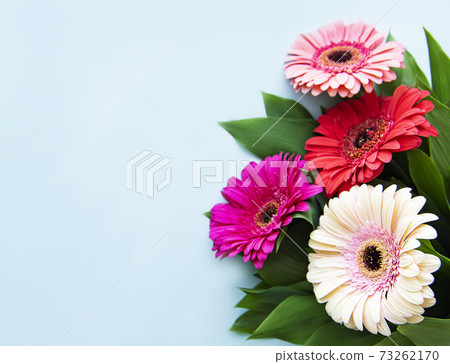Bright gerbera flowers on a blue background 73262170