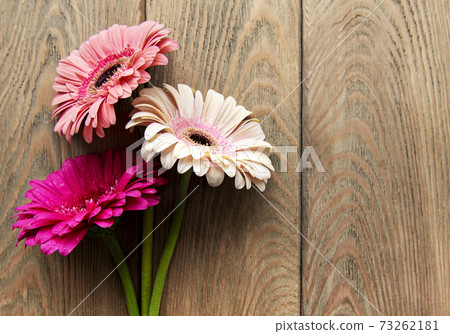 Bright gerbera flowers on a old wooden background 73262181