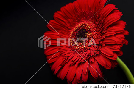 Bright gerbera flower on a black background 73262186