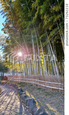 Bamboo grove and Asahi Bamboo grove and Asahi 73262218
