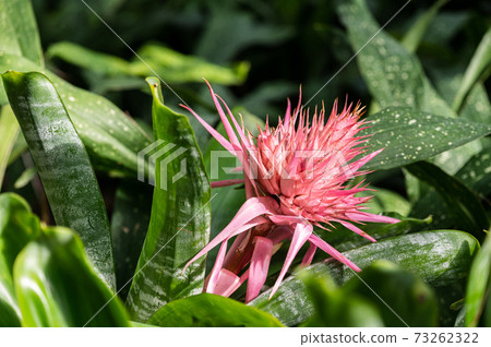 Ekmea bract tropical plant image Ekmea bract tropical plant image 73262322