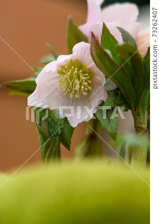 Christmas rose Christmas rose 73262407