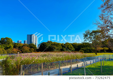 Hamarikyu Gardens in fine weather 73262475