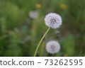 Macro photo of a dandelion seed flower 73262595
