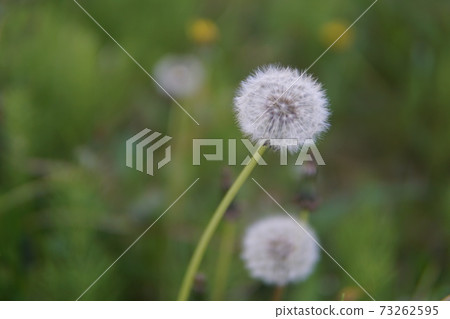 Macro photo of a dandelion seed flower Macro photo of a dandelion seed flower 73262595