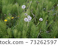 Dandelion flower in the meadow 73262597