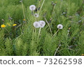 Dandelion flower in the meadow 73262598