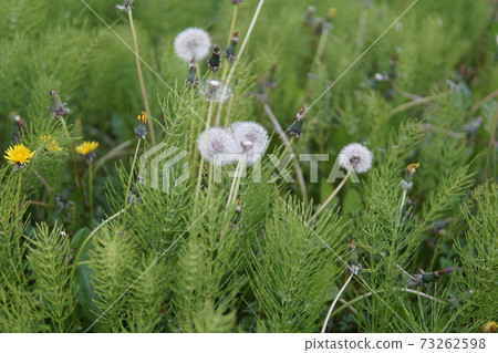 Dandelion flower in the meadow 73262598