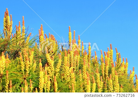 Pine shoots Pine shoots 73262716