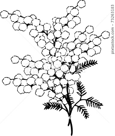 Mimosa bouquet - Stock Illustration [73263183] - PIXTA
