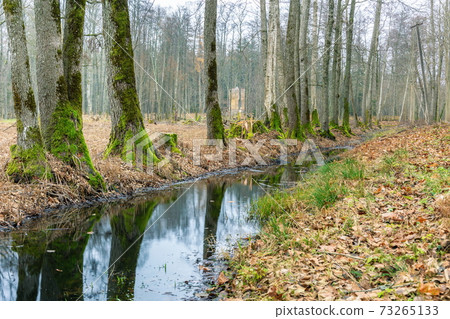 Landscape with river and autumn leaves Landscape with river and autumn leaves 73265133