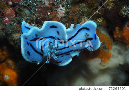 Mizoreumiushi Okinawa Sea 73265301