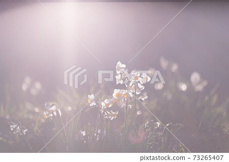 Narcissus flowers wrapped in divine light 73265407