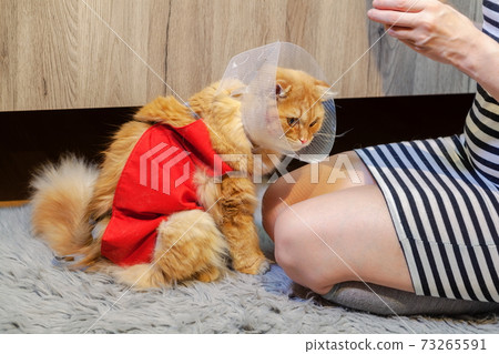 Woman near cat with cone collar and Professional Recovery Suit for Abdominal Wounds 73265591