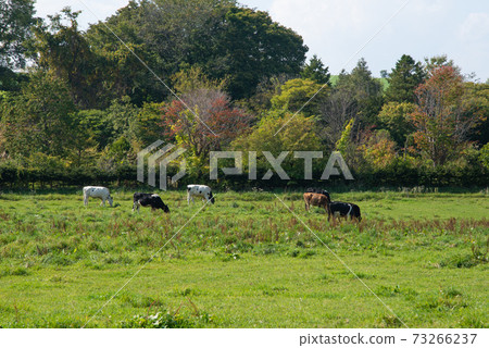 悲痛的牛/北海道富良野 73266237