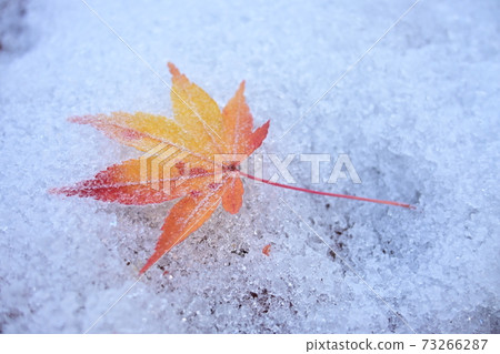 A maple and the turn of the season A maple and the turn of the season 73266287