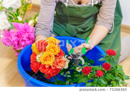 Woman cutting roses in bowl with water Woman cutting roses in bowl with water 73266365