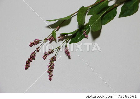 Indigo Indigo 73266561