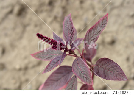 Amaranth Velvet Curtains 73268221