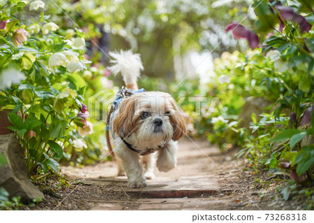 Shih tzu 73268318
