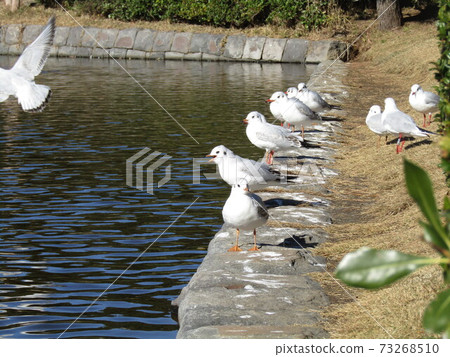 Winter migratory black gull came to Inage Kaihin Park Winter migratory black gull came to Inage Kaihin Park 73268510