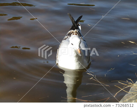 Winter migratory black gull came to Inage Kaihin Park Winter migratory black gull came to Inage Kaihin Park 73268512