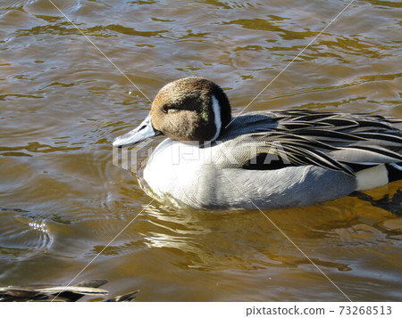 Winter migratory birds that came to Inage Beach Park 73268513