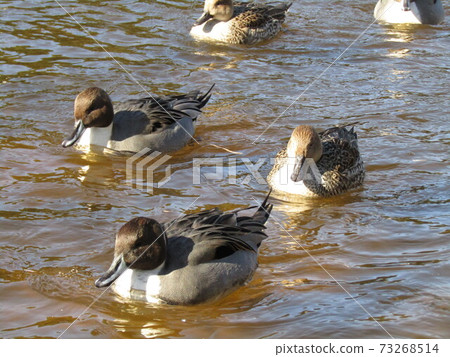冬季候鳥來到英格海灘公園 冬季候鳥來到英格海灘公園 73268514