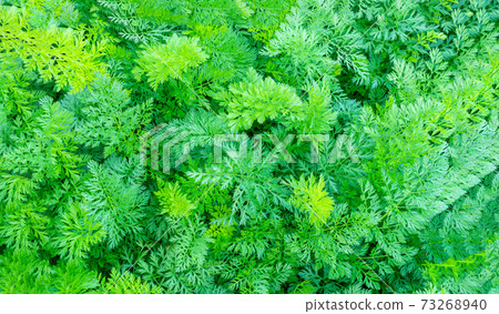 organic carrots. Fresh healthy food. growing healthy vegetables. Background Texture banner organic carrots. Fresh healthy food. growing healthy vegetables. Background Texture banner 73268940
