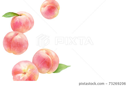 水多的桃子滾動的水彩例證。.白桃。不對稱的橫幅背景。 水多的桃子滾動的水彩例證。.白桃。不對稱的橫幅背景。 73269206