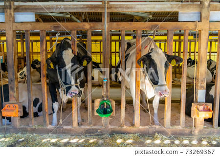 Cow barn Cow barn 73269367