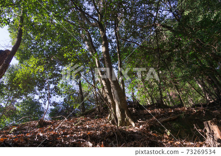 Tokai Nature Trail "Night Crying Pass", Kuramaninose-cho, Sakyo-ku, Kyoto-shi, Kyoto 73269534