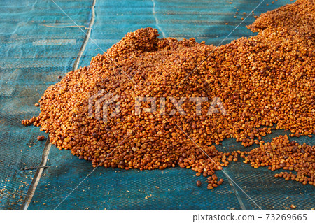 Coffee beans are drying at coffee farm 73269665