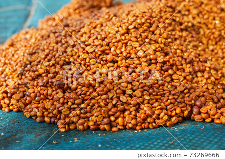 Coffee beans are drying at coffee farm 73269666