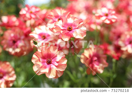 Pink flowers 73270218