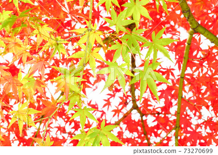 Autumn leaves Autumn leaves 73270699