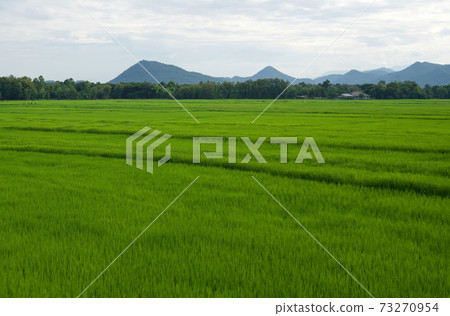 Jasmine rice field with a long walkway path. Beautiful landscape scenery in lampang province of thailand. Jasmine rice field with a long walkway path. Beautiful landscape scenery in lampang province of thailand. 73270954