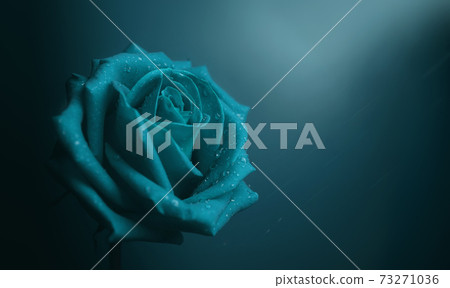 Blue Rose with Droplet on Petal. Flower Symbol of Love and Valentines Day. Lonely and Sadness Feeling Concept Blue Rose with Droplet on Petal. Flower Symbol of Love and Valentines Day. Lonely and Sadness Feeling Concept 73271036