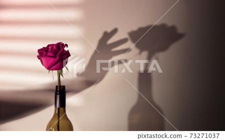 Mind and Mental Health in Love and Relationship Concept. Hand try to Reach a Shadow of Pink Rose Flower on the Wall. Love and Valentines Day Mind and Mental Health in Love and Relationship Concept. Hand try to Reach a Shadow of Pink Rose Flower on the Wall. Love and Valentines Day 73271037