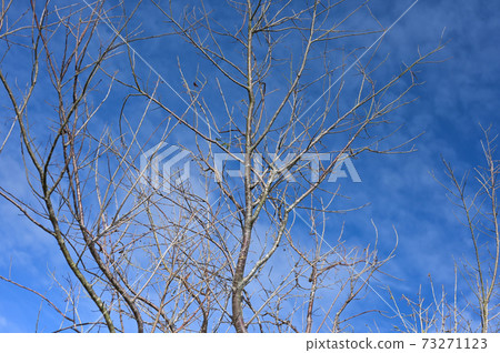 Dry twigs with cloud blue sky background Dry twigs with cloud blue sky background 73271123