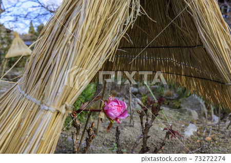 石小寺冷牡丹 石小寺冷牡丹 73272274