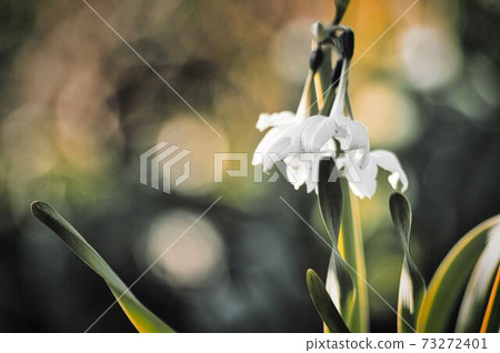 Narcissus 73272401