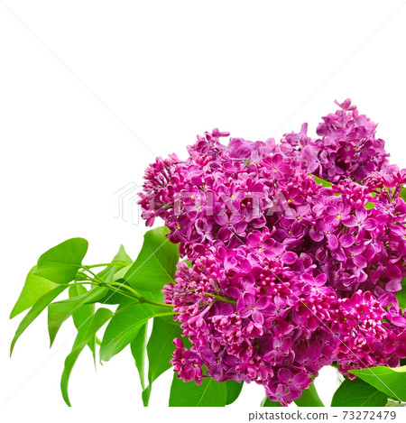 Beautiful purple lilac flowers. Free space for text. Beautiful purple lilac flowers. Free space for text. 73272479