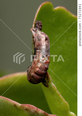 hatched cocoon of a Armyworm Moth hatched cocoon of a Armyworm Moth 73272841