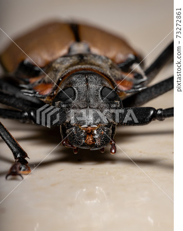 Adult Giant Imperious Sawyer 73272861