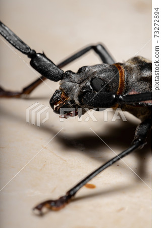 Adult Giant Imperious Sawyer 73272894