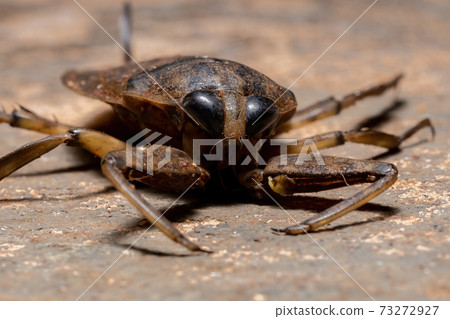 Adult Giant Water Bug Adult Giant Water Bug 73272927