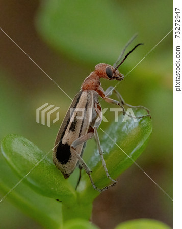 Burning Blister Beetle 73272947