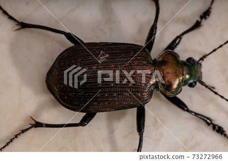 Adult Caterpillar hunter Beetle 73272966