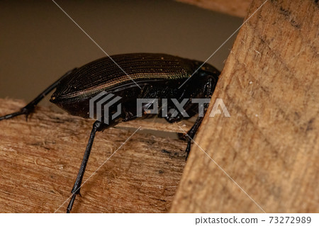 Adult Caterpillar hunter Beetle Adult Caterpillar hunter Beetle 73272989